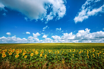 Beautiful field of blooming sunflowers on blue sky background, summertime