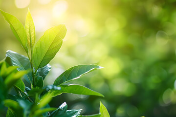 amazing nature view of green leaf on blurred greenery background in garden and sunlight with copy space using as background natural green plants landscape ecology fresh wallpaper concept