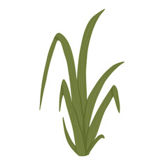 Grass illustration. Hand drawn leaves of greenery. Green isolated illustration of herb on the white background. Vector print design.