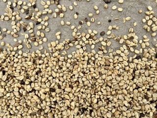 Coffee beans in drying process by spread out in the sun on concrete yard then turn regularly for even drying.