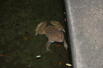 frog on the ground