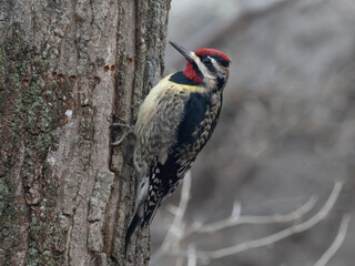 Brightly colored male Yellow-bellied Sapsucker feeding on a tree with a row of maple sap holes