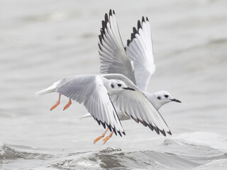 Two basic winter plumage adult Bonaparte's Gulls in synchronized flight