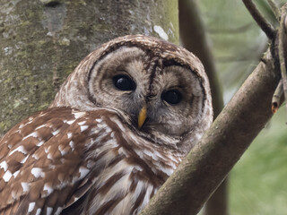 Close up of a Barred Owl looking directly at the camera