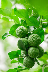 Bergamot, Fresh green bergamot fruit hanging from branch. bergamot tree garden and healthy food concept, group of bergamot,Bergamot medicinal plants with many
