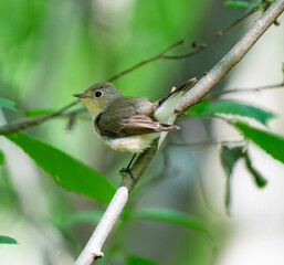 The red-breasted flycatcher (Ficedula parva) is a small passerine bird in the Old World flycatcher family.