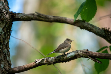 The red-breasted flycatcher (Ficedula parva) is a small passerine bird in the Old World flycatcher family.