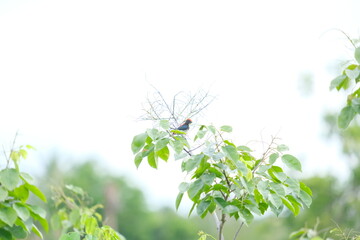 flowers on green background