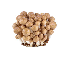 brown beech mushroom isolated on white background