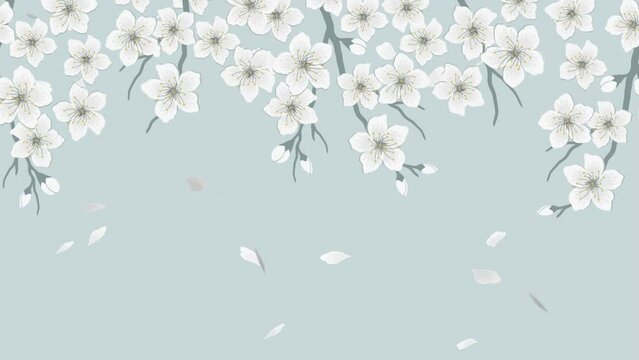 Flying Petals of Flowers. Floral Animation. Sacura Flowers. Blossoming Branches of Cherry. White Flowers on Gray Background. Spring Floral Banner.