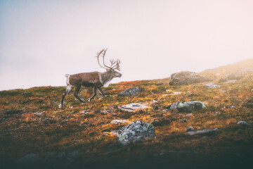 Reindeer on the Norwegian plain below Halti vol. 3 (Guolasjávri - Halti - Norway) © simonbukovsky