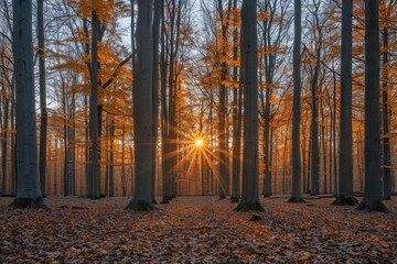 Fototapeta premium Sunrise shining through autumn forest trees with golden leaves and sunburst effect, creating a serene and tranquil woodland scene.