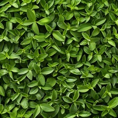 Stevia texture background, sweet leaf pattern, stevia rebaudiana banner, sugar substitute mockup