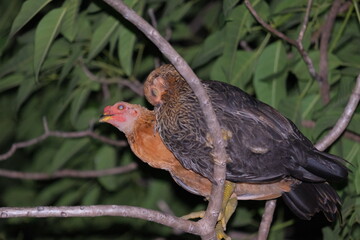 chicken on branch