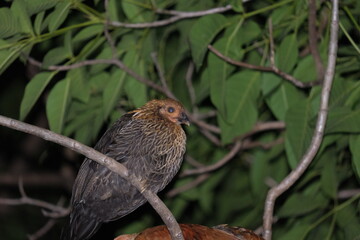 chicken on branch