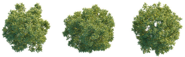 Fraxinus tree plan top view 4k png cutout
