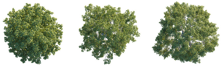  Acer tree plan top view 4k png cutout