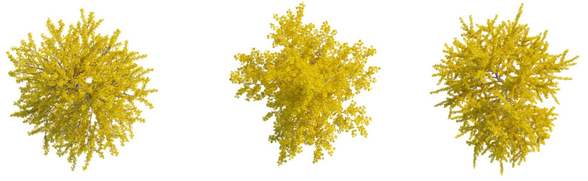 Ginkgo Biloba Autumn tree plan top view 4k png cutout