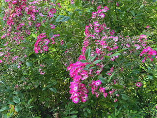 große Strauchrose oder Buschrose