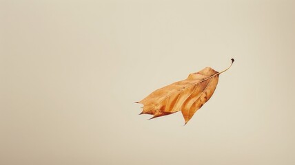 Single dried leaf floats against plain background