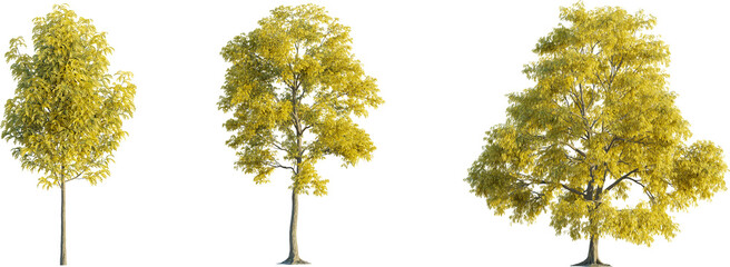 Robinia tree autumn 4k png cutout transparent background