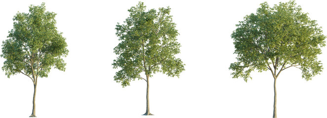 Robinia tree 4k png cutout