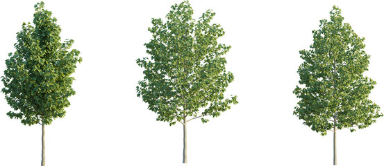 Obraz premium Liriodendron tree 4k png cutout