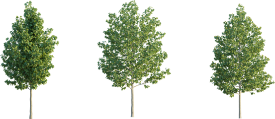 Liriodendron tree 4k png cutout