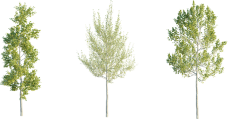 American Sycamore tree 4k png cutout