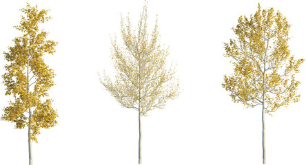 American Sycamore tree autumn 4k png cutout transparent background
