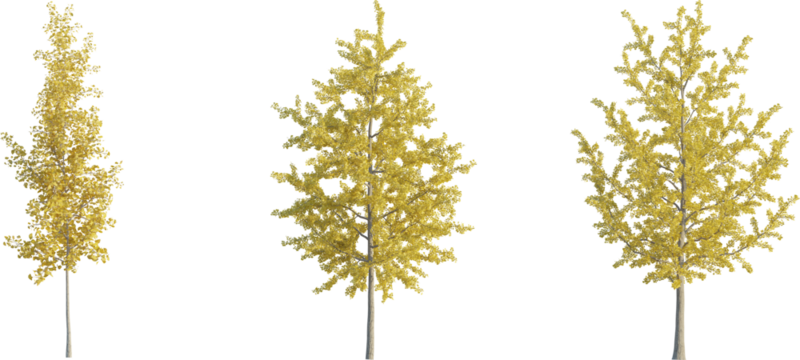 Ginkgo Biloba tree autumn 4k png cutout