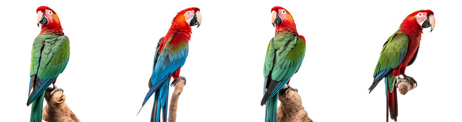 Fototapeta premium Set of Scarlet macaw and Green Parrot on a branch, isolated on white background