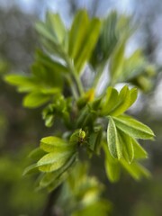 Obraz premium Plant Views Growing in Leafy Tree with Green Spider on it. Organic Nature. Forest Petals and Outdoor Branches.