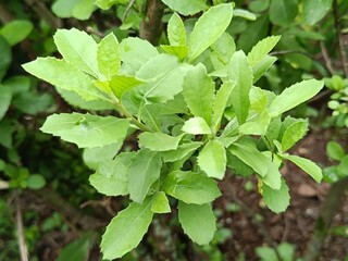 Top view of beluntas leaves or Pluchea indica leaves with selective focus