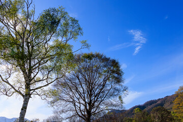 春の妙高高原の美しいカバの木々と青空と白い雲