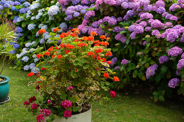Fototapeta premium Magnifiques hortensias sur la côte de granit rose en Bretagne - France