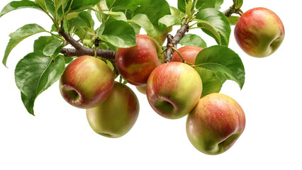 Isolated close-up image of a cluster of ripe apples hanging from a tree branch on transparent background. The branch is adorned with lush, green leaves that are healthy and vibrant.