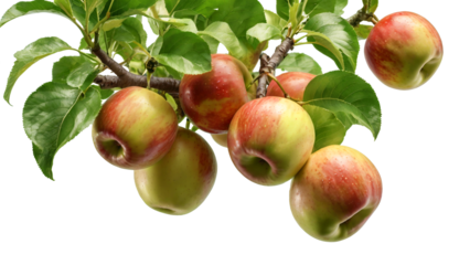 Isolated close-up image of a cluster of ripe apples hanging from a tree branch on transparent background. The branch is adorned with lush, green leaves that are healthy and vibrant.