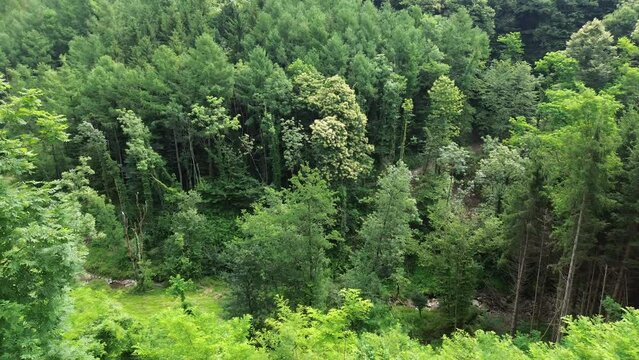 Cinematic aerial view about Chapel of the Blessed Virgin of Sorrows in Ponzate town near Como surrounded of mountains and valley covered of gree trees 3