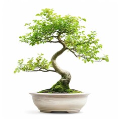 An elegant bonsai pot containing a Chinese Elm bonsai tree