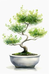 An elegant bonsai pot containing a Boxwood bonsai tree