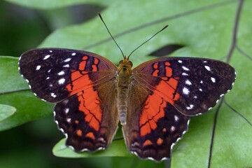 butterfly on leaf