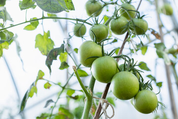 Tomato plants infected by Whitefly - dry dark leafs.