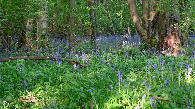 Bluebell woods in spring, as the purple blue flowers carpet the forrest floor for a few days, in Kent, south east England