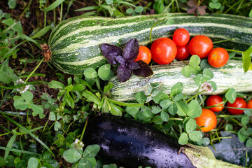 Homegrown vegetables on an organic domestic farm