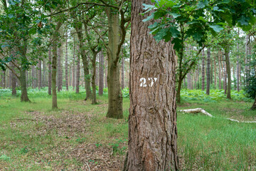 Obraz premium Number stamped on a large pine tree in a wilderness area in Britain. The number denotes the catalog number of the tree.