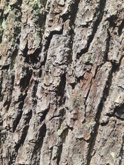 tree bark picture, close up detailled photo, background picture