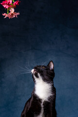 Gatos & Flores