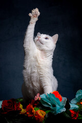 Gatos & Flores