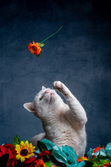 Gatos & Flores